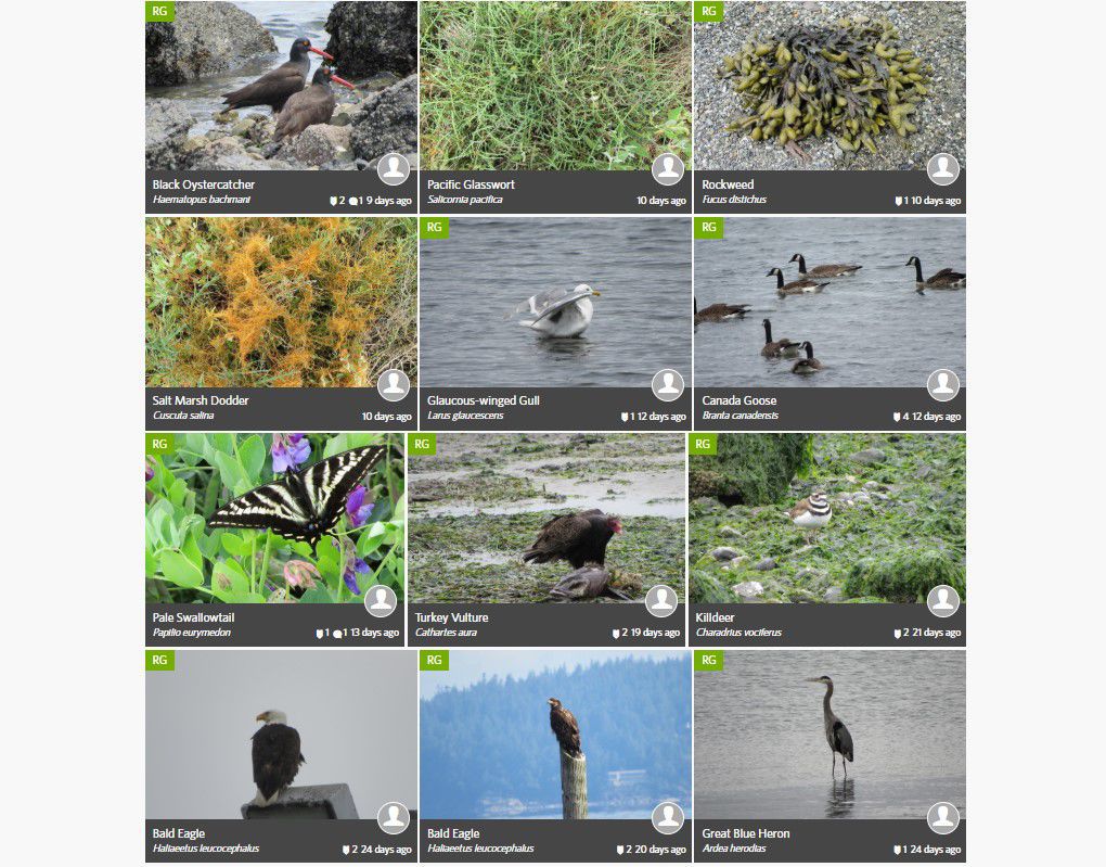 iNaturalist sightings.jpg
